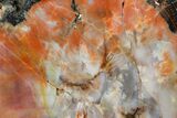 Polished, Petrified Wood (Araucarioxylon) - Arizona #176996-1